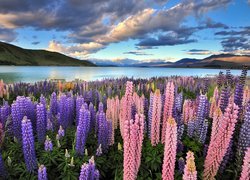 Nowa Zelandia, Jezioro Tekapo, Góry, Łąka, Łubin