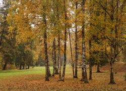 Brzozy, Park, Liście, Aleje, Jesień