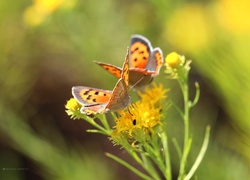 Motyle, Czerwończyki, Owady, Kwiaty