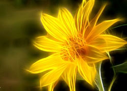Żółty, Kwiat, Fractalius