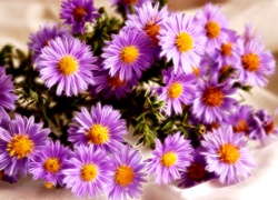 Aster, Grafika, Fractalius