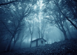 Las, Mgła, Dom
