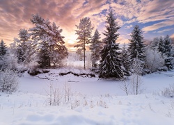 Zima, Drzewa, Niebo