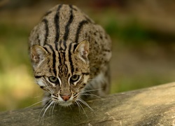 Ocelot