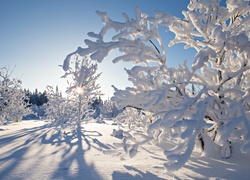 Zima, Oszronione Drzewa, Poranek, Wschód Słońca