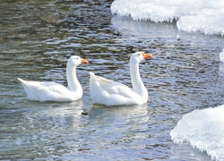 Zima, Staw, Gęsi