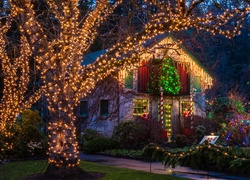 Dom, Święta, Światła, Drzewa