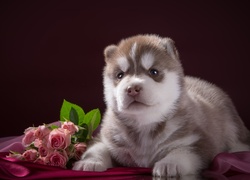 Słodki, Szczeniak, Siberian Husky