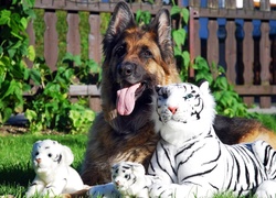 Pies, Owczarek, Niemiecki, Zabawki, Białe, Tygrysy