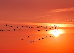 Ptaki, Niebo, Zachód Słońca