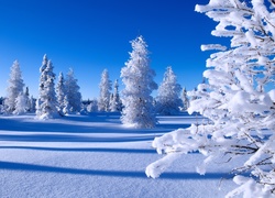 Zima, Śnieg, Ośnieżone, Drzewa, Świerki