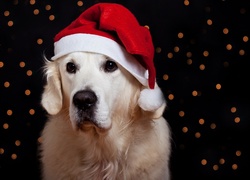 Świąteczny, Golden Retriever, Czapeczka