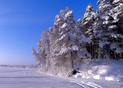 Zima, Ośnieżone , Drzewa, Śnieg