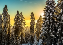 Ośnieżone, Drzewa, Zachód, Słońca, Las