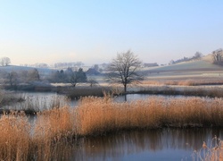 Tatarak, Bagna. Drzewa, Wzgórza.