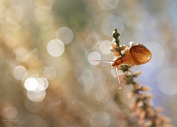 Ślimak, Wrzos, Bokeh