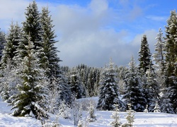 Zima, Las, Śnieg, Niebo