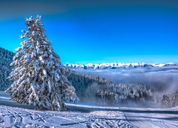 Zima, Góry, Ośnieżone, Drzewa, Śnieg