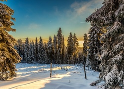 Zima, Ośnieżone, Drzewa, Promienie Słońca, Śnieg