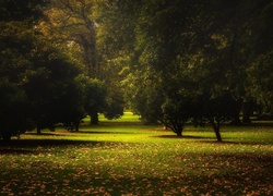 Jesień, Promienie Słońca, Park