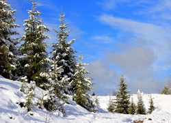 Rosja, Śnieg, Drzewa, Zima