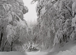 Śnieg, Las, Drzewa, Ośnieżone