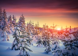 Zima, Ośnieżone Drzewa, Śnieg, Zachód Słońca