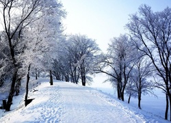 Park, Droga, Omrożone, Drzewa, Zima