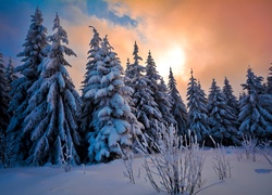 Zima, Ośnieżone Drzewa, Wschód, Słońca, Śnieg