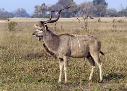 Antylopa, Kudu, Rogi, Sawanna