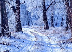 Droga, Las, Ośnieżone, Drzewa, Zima