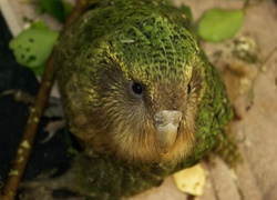 Kakapo, Dziób, Spojrzenie