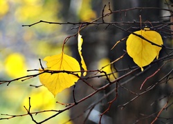 Jesień, Żółte, Liście, Gałązki