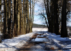 Wiosenne, Roztopy, Śnieg, Droga, Las