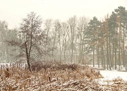 Zima, Drzewa, Trawy, Park Sołacki, Poznań