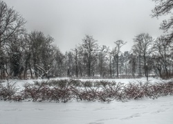 Zima, Drzewa, Krzewy, Park, Plac Spiski, Poznań, HDR