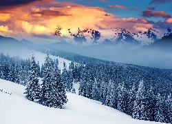 Zima, Góry, Mgła, Drzewa, Przebijające, Światło