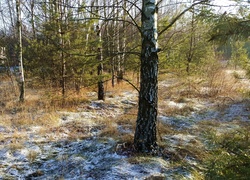 Las, Brzozy, Śnieg
