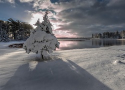 Zima, Jezioro, Wschód Słońca, Drzewo, Cień