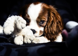 Piesek, Szczeniak, King Charles Spaniel