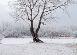 Zima, Śnieg, Drzewo