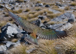 Papuga, Kea, Lot