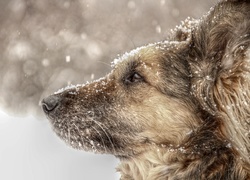 Pies, Kundelek, Shila, Śnieg, Zima