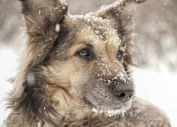 Pies, Suczka, Shila, Śnieg, Zima