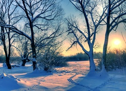 Zima, Drzewa, Przebijające, Słońce