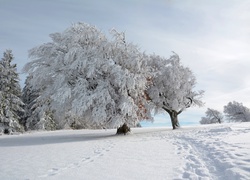 Zima, Ośnieżone, Drzewa, Śnieg, Ścieżka