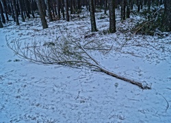 Zima, Drzewa, Droga, Gałąz