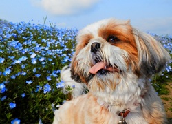 Pies, Shih Tzu, Niebieskie, Kwiaty