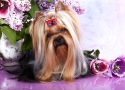 Australian Silky Terrier