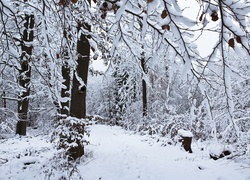 Ośnieżony, Las